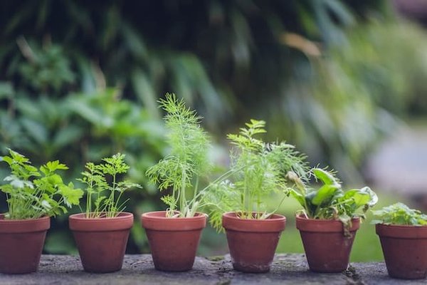 Quelles sont les épices et les herbes aromatiques indispensables pour la cuisine du monde ?